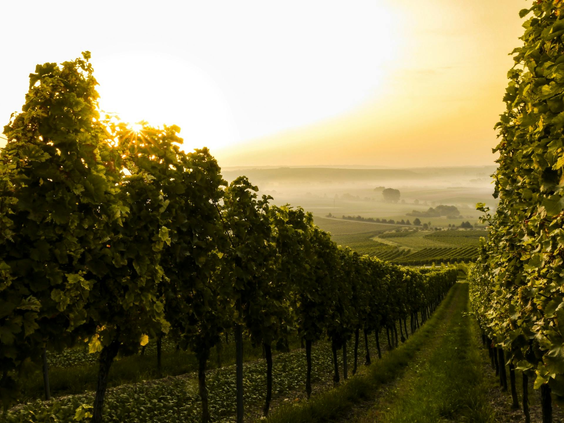 Weinfelder in Abendsonne 