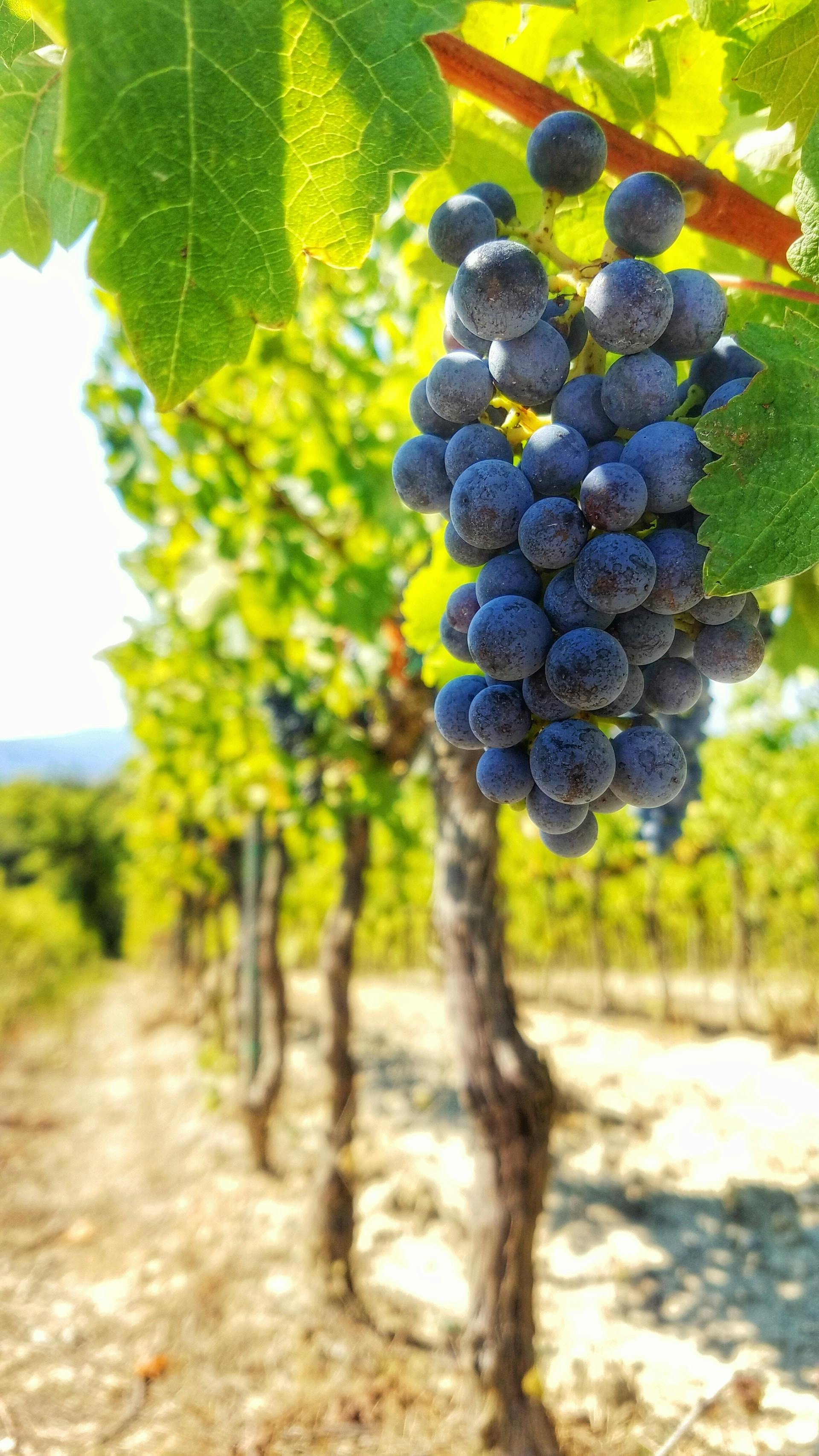 Runde blaue Rotweintrauben am Weinstock hängend