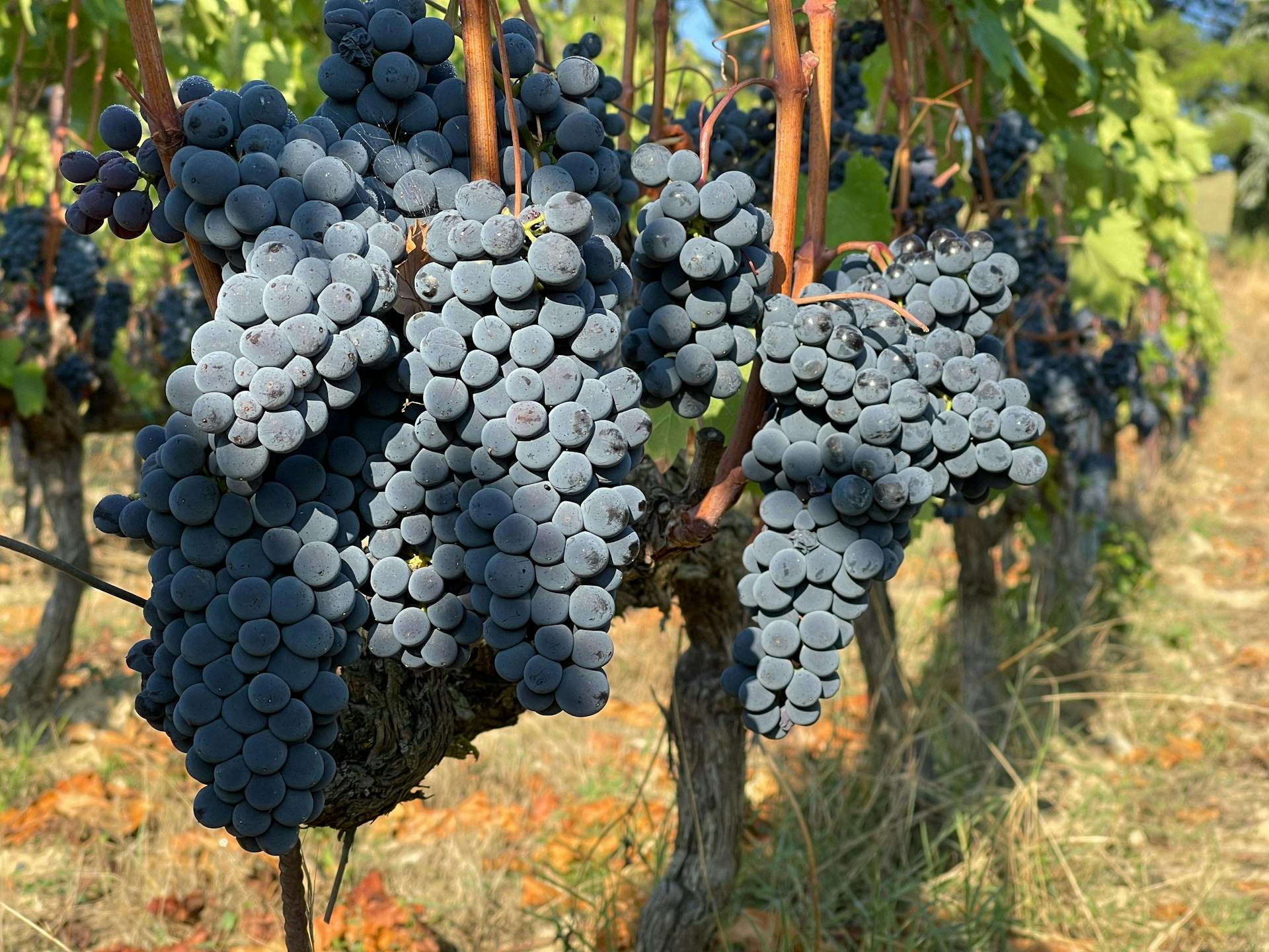 Blaue Weintrauben hängen an Weinreben.