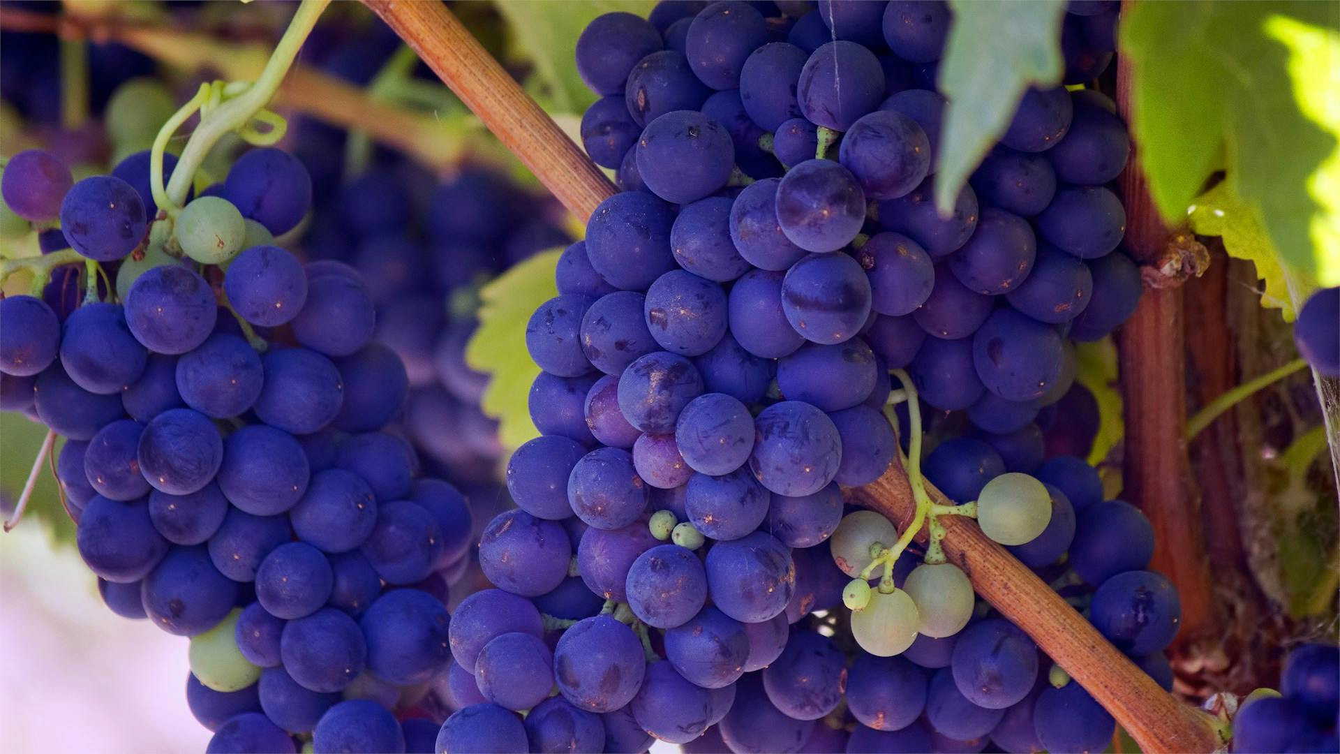 Blaue Weintrauben hängen an Reben