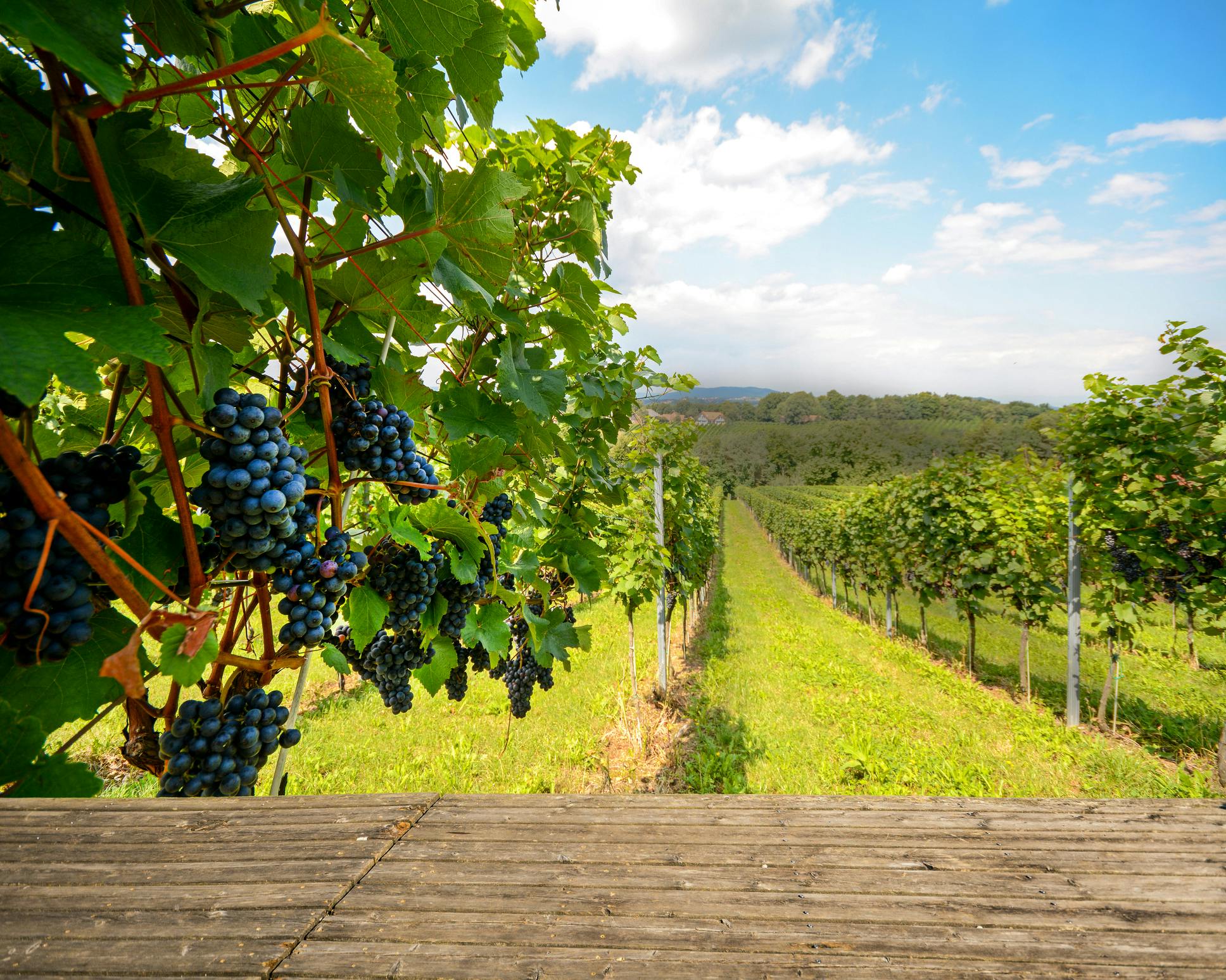 Blaue Weintrauben hängen an Weinreben 