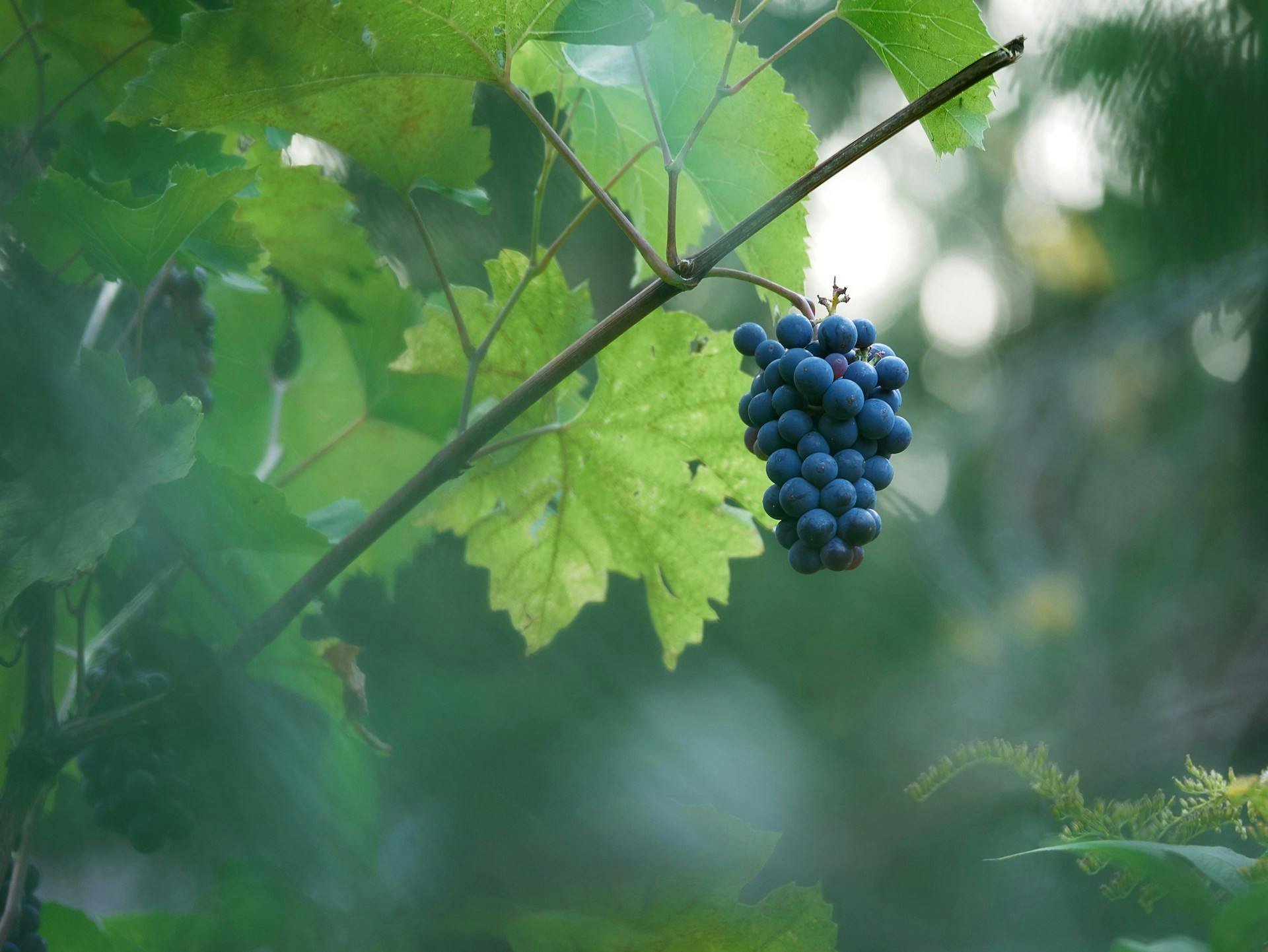 Blaue Weintrauben hängen an Reben vor grünem Hintergrund.