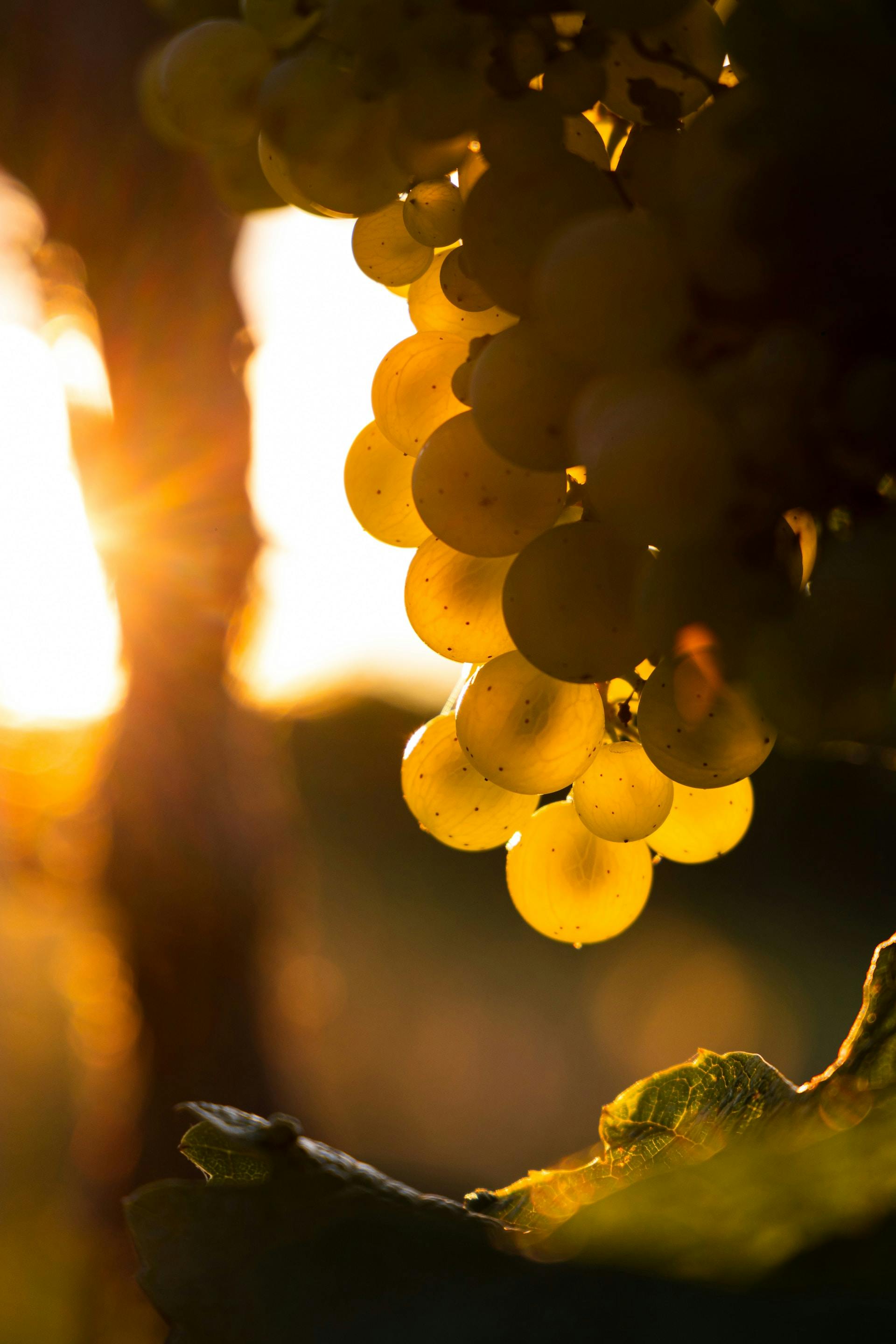 Nahaufnahme von Weißweintrauben mit Sonnenlicht im Hintergrund