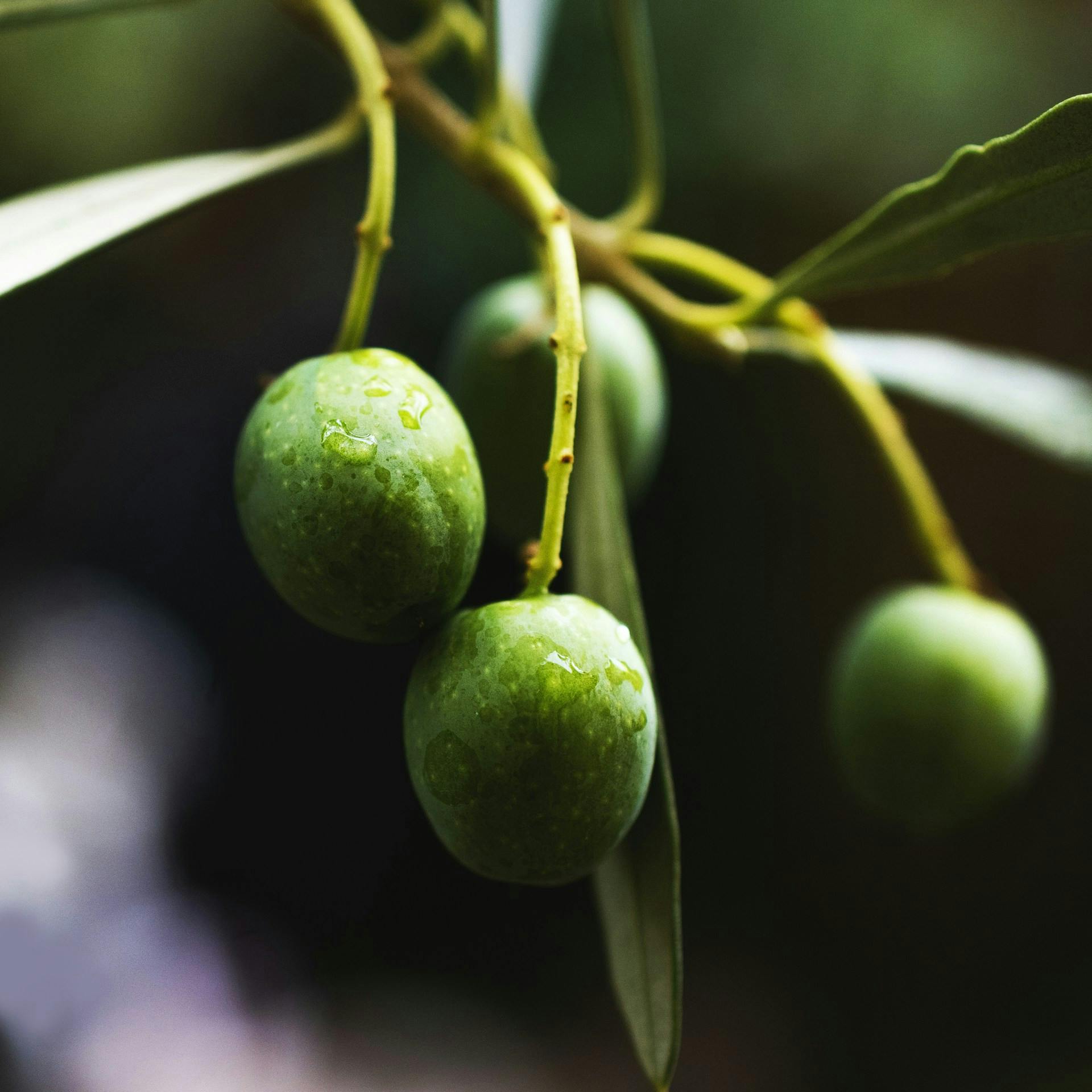 Gruene Oliven Mit Wassertropfen Closeup