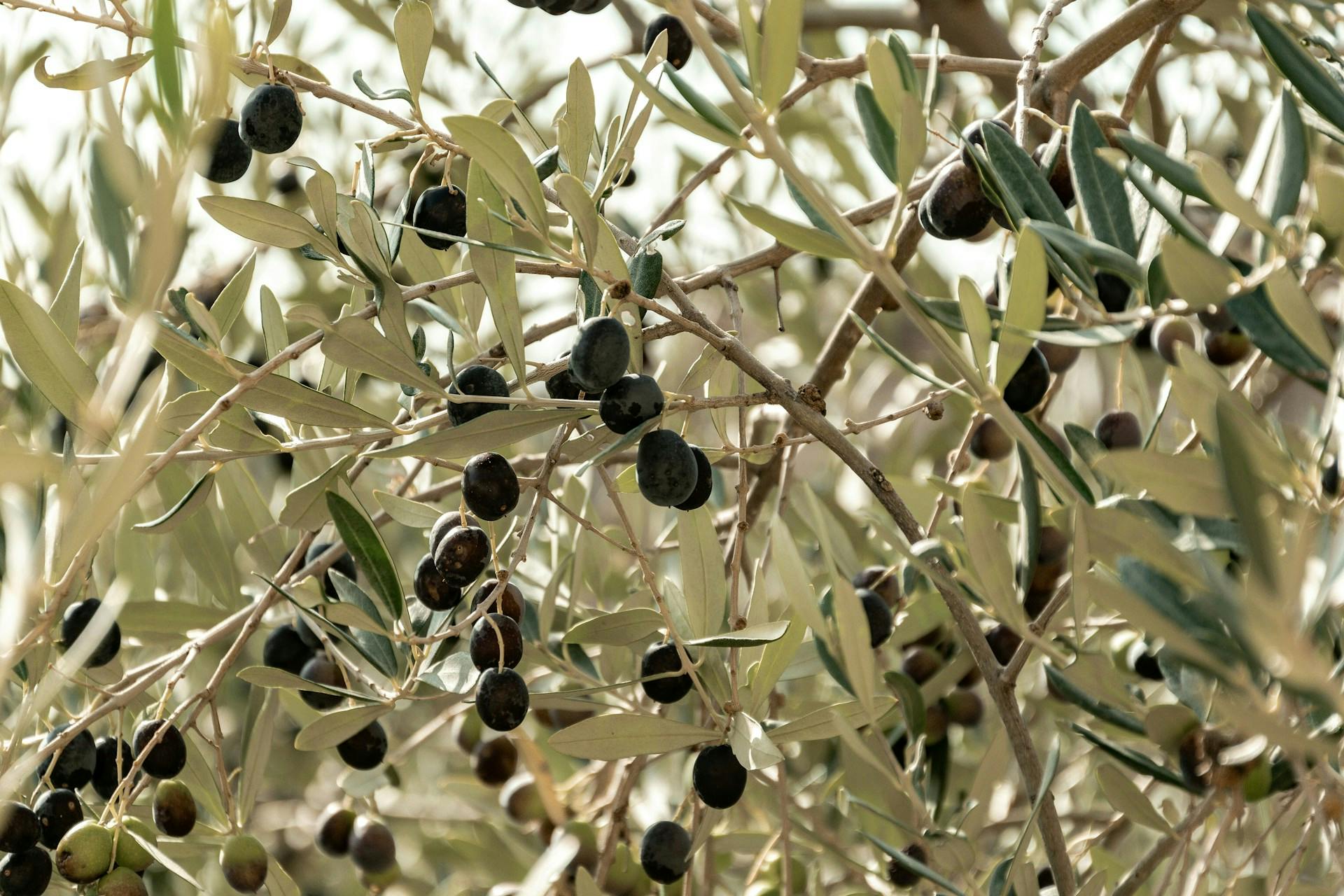 Schwarze Oliven an Olivenbaum