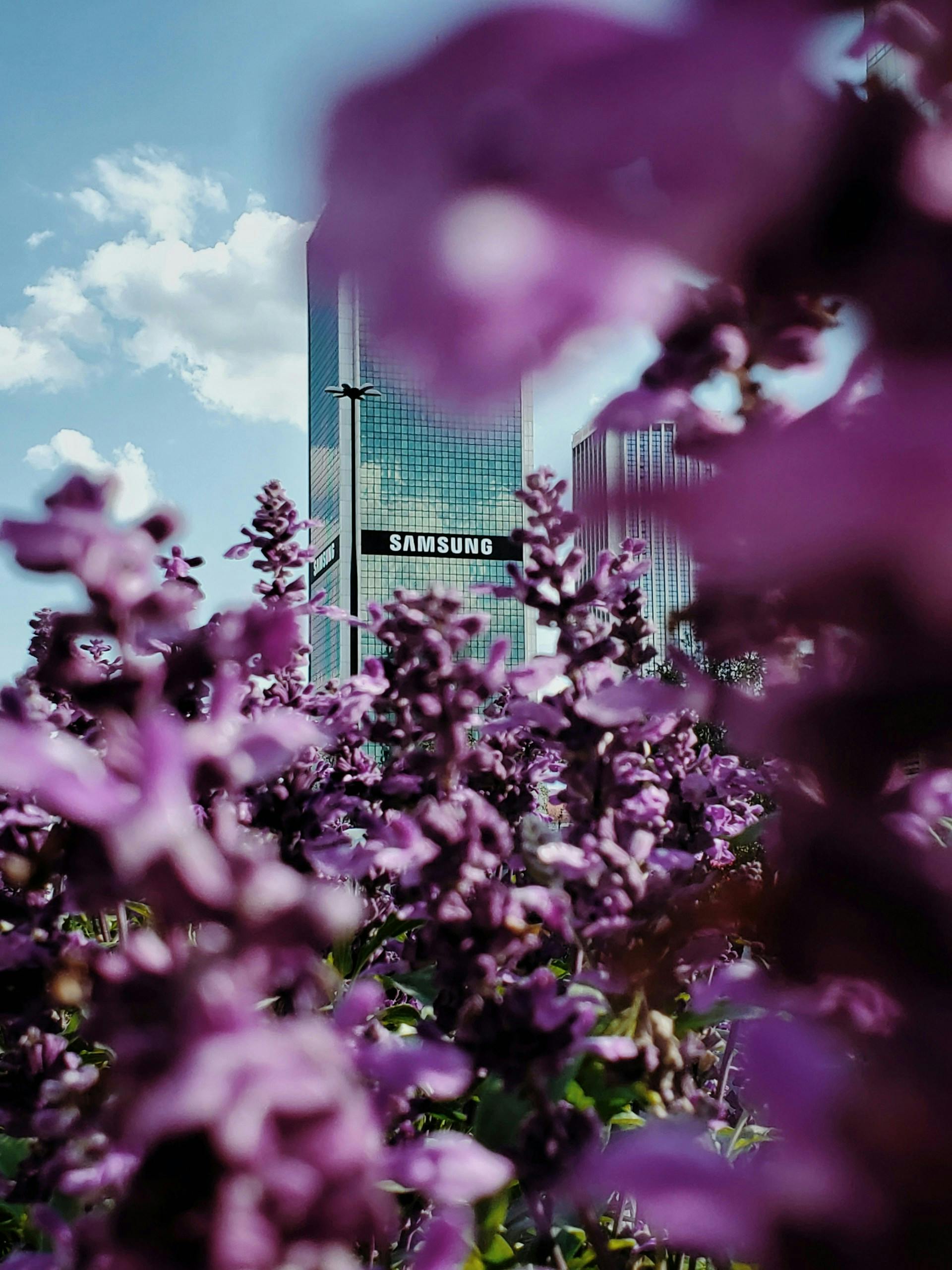Hochhaus mit Samsung Aufschrift verdeckt von violetten Blumen