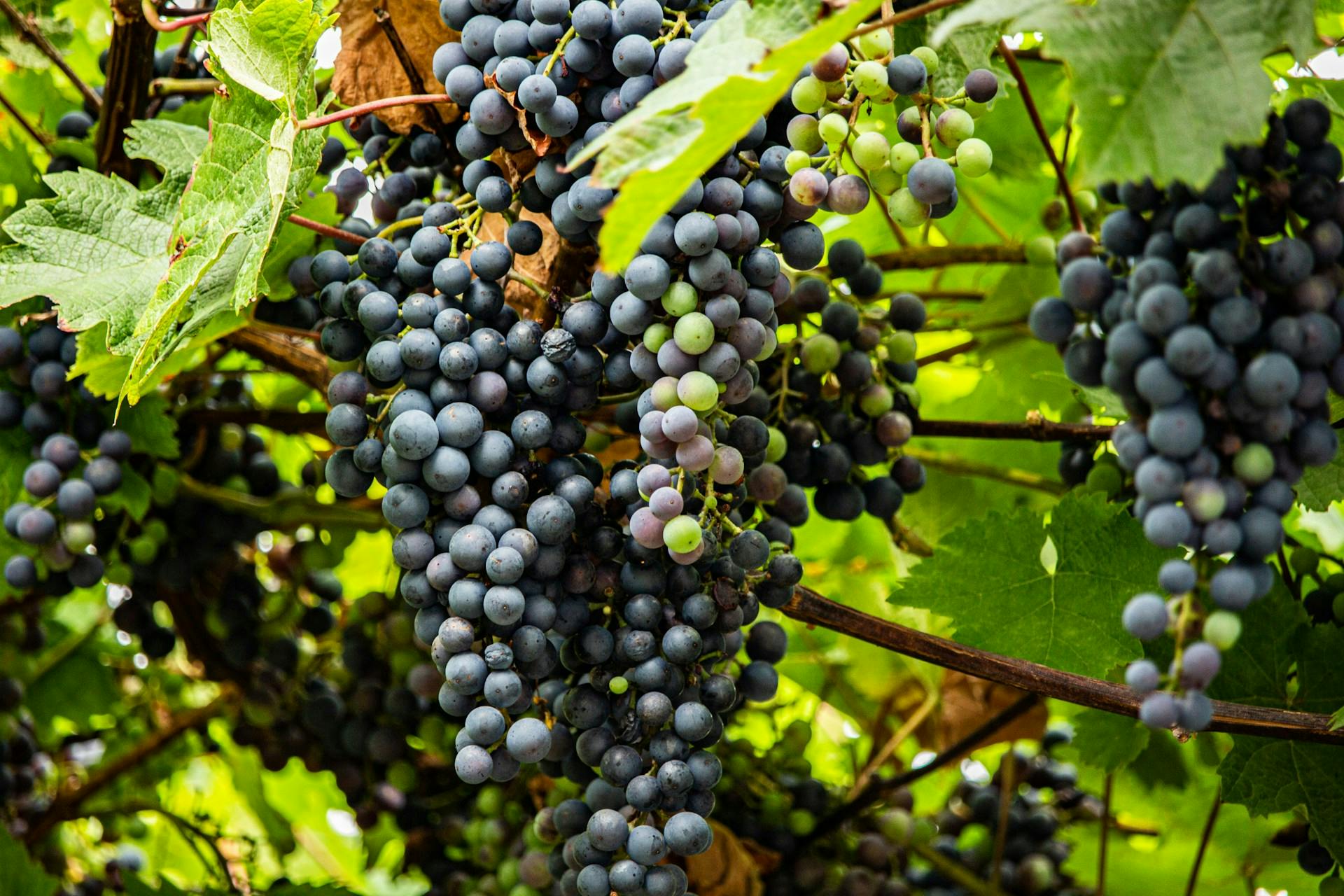 Blaue Weintrauben hängen an Reben.