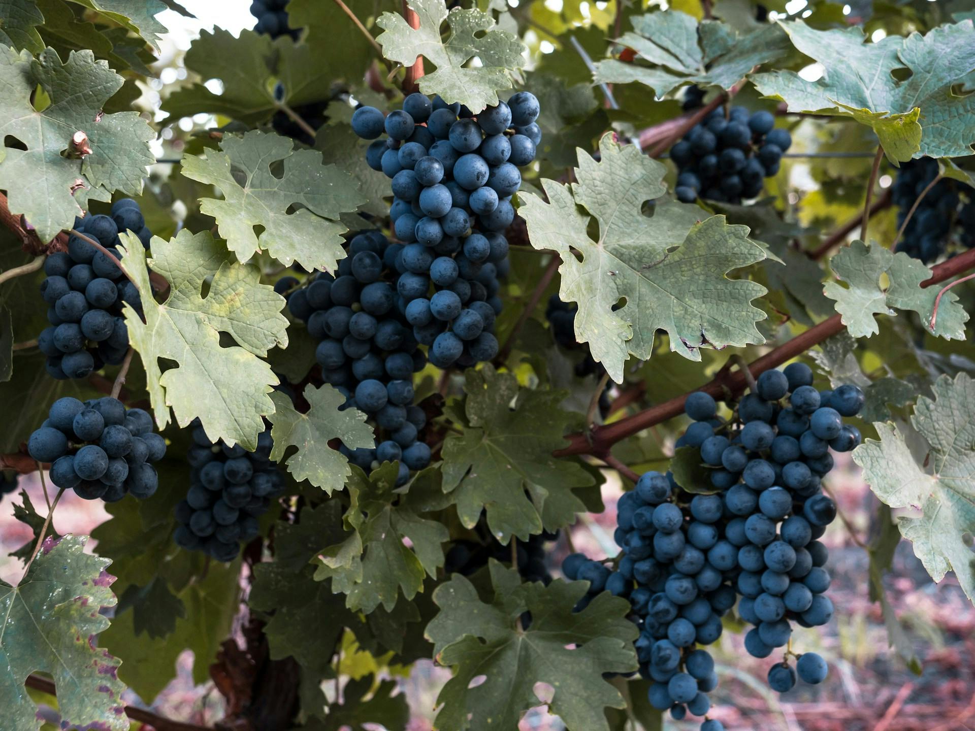 Blaue Weintrauben hängen an Weinreben.