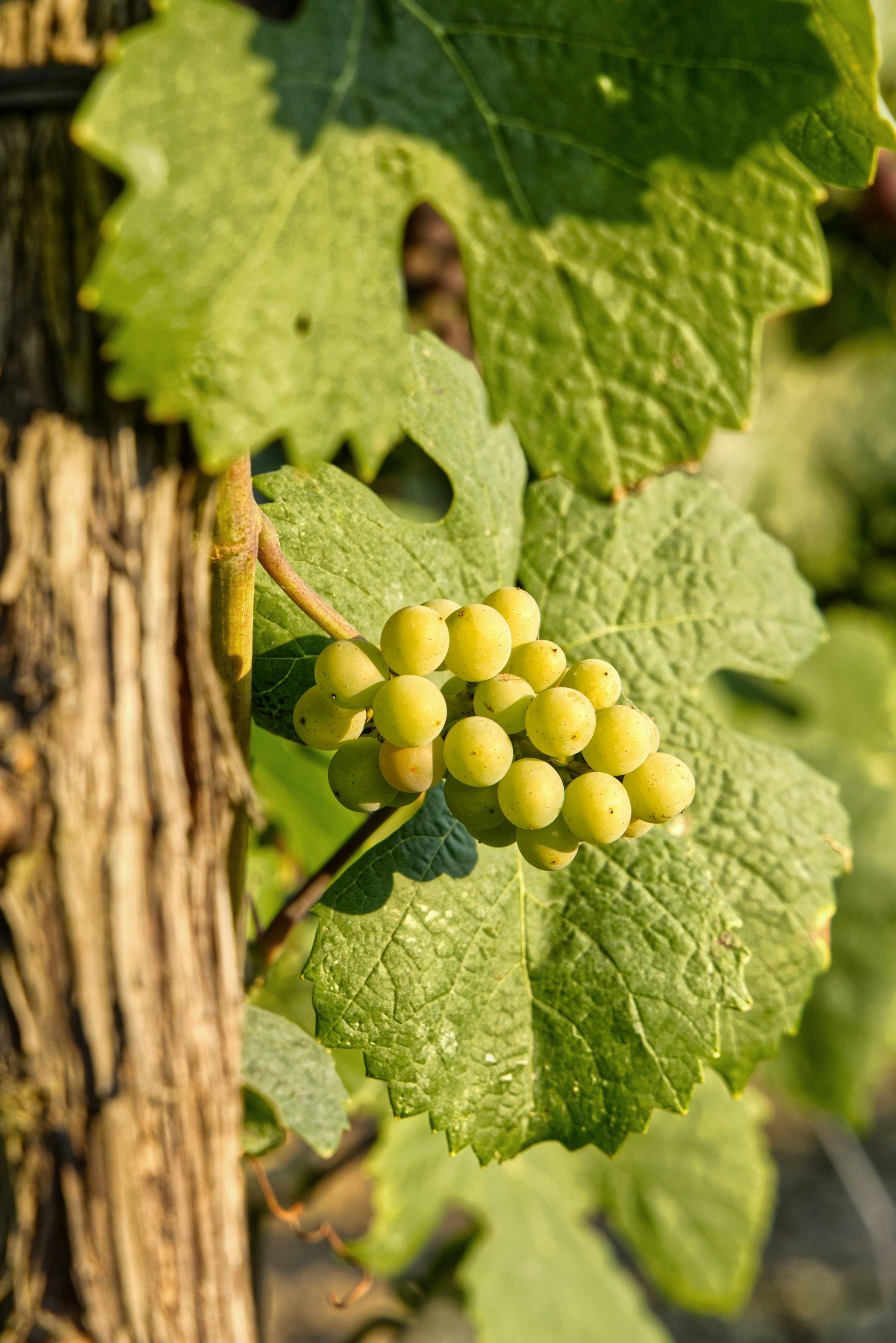 Nahaufnahme grüne Weintraubenreben in Sonne