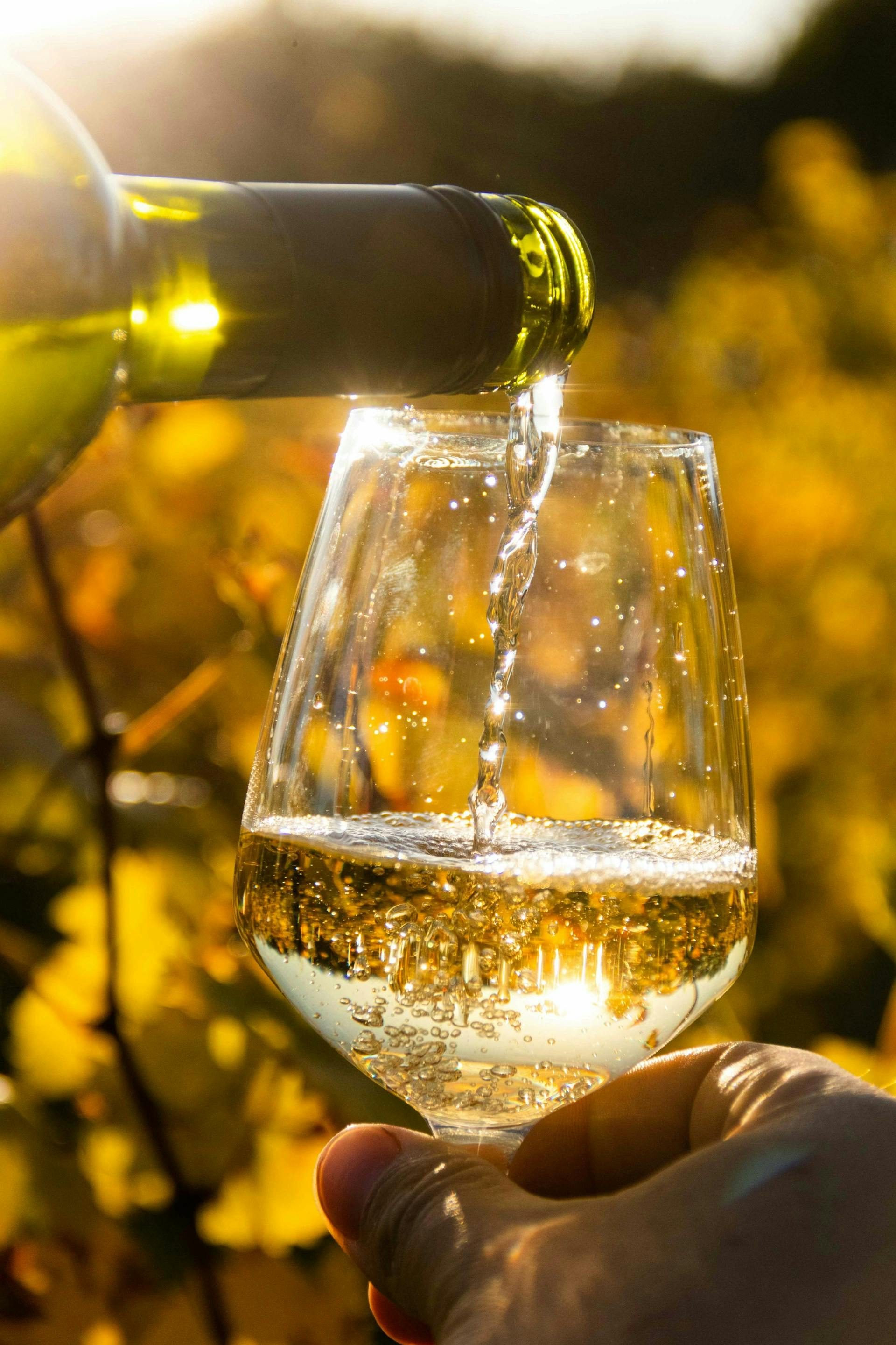 Weißwein wird eingeschenkt mit Weinreben im Hintergrund