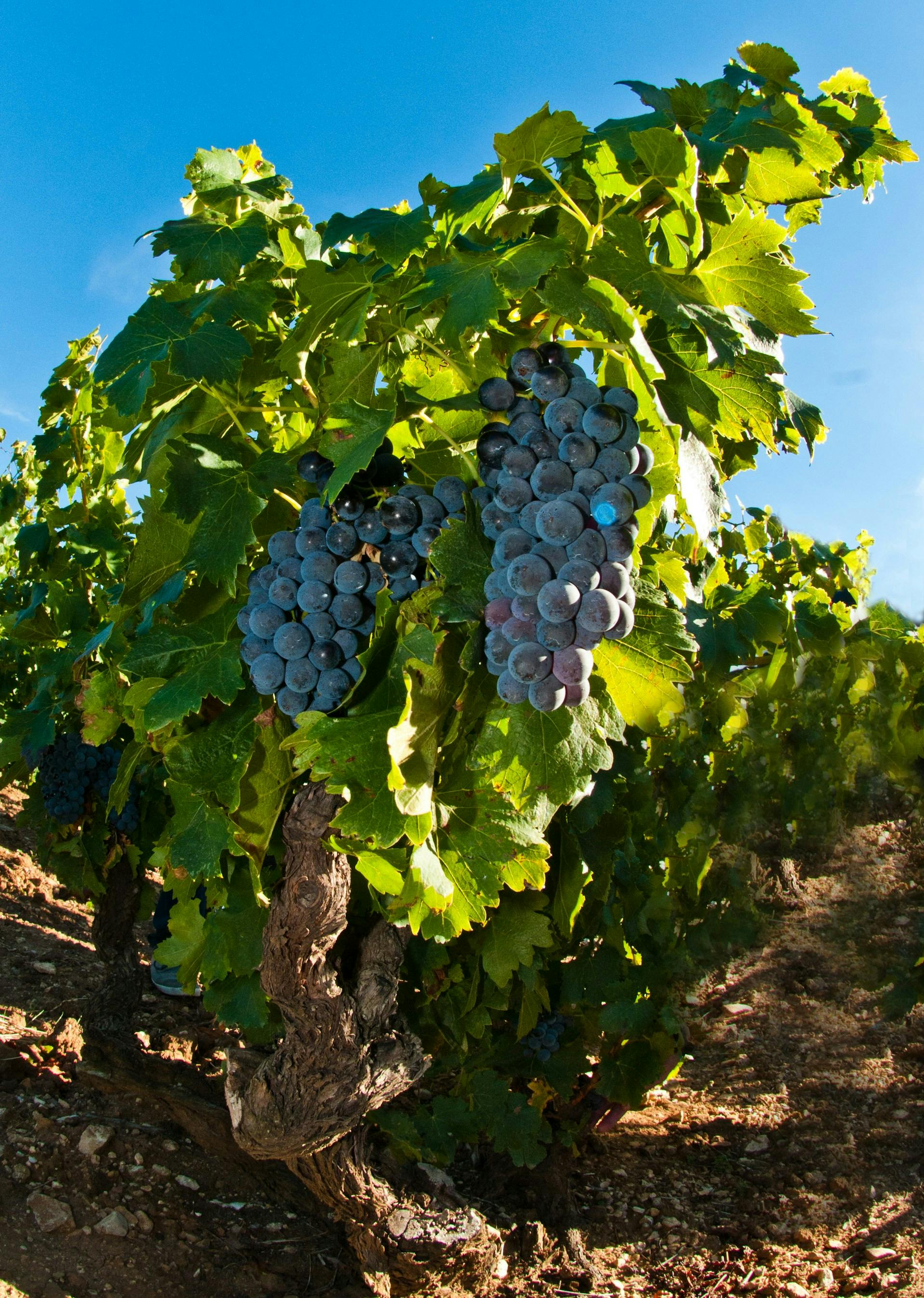 Blaue Weintrauben hängen an Weinreben