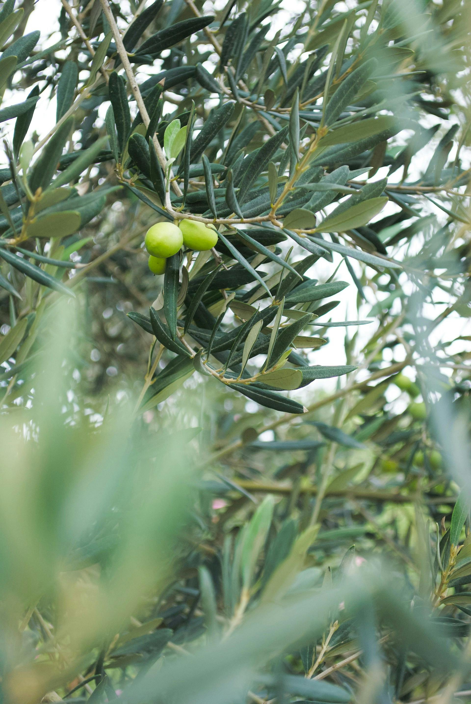 Drei hellgrüne Oliven am Baum