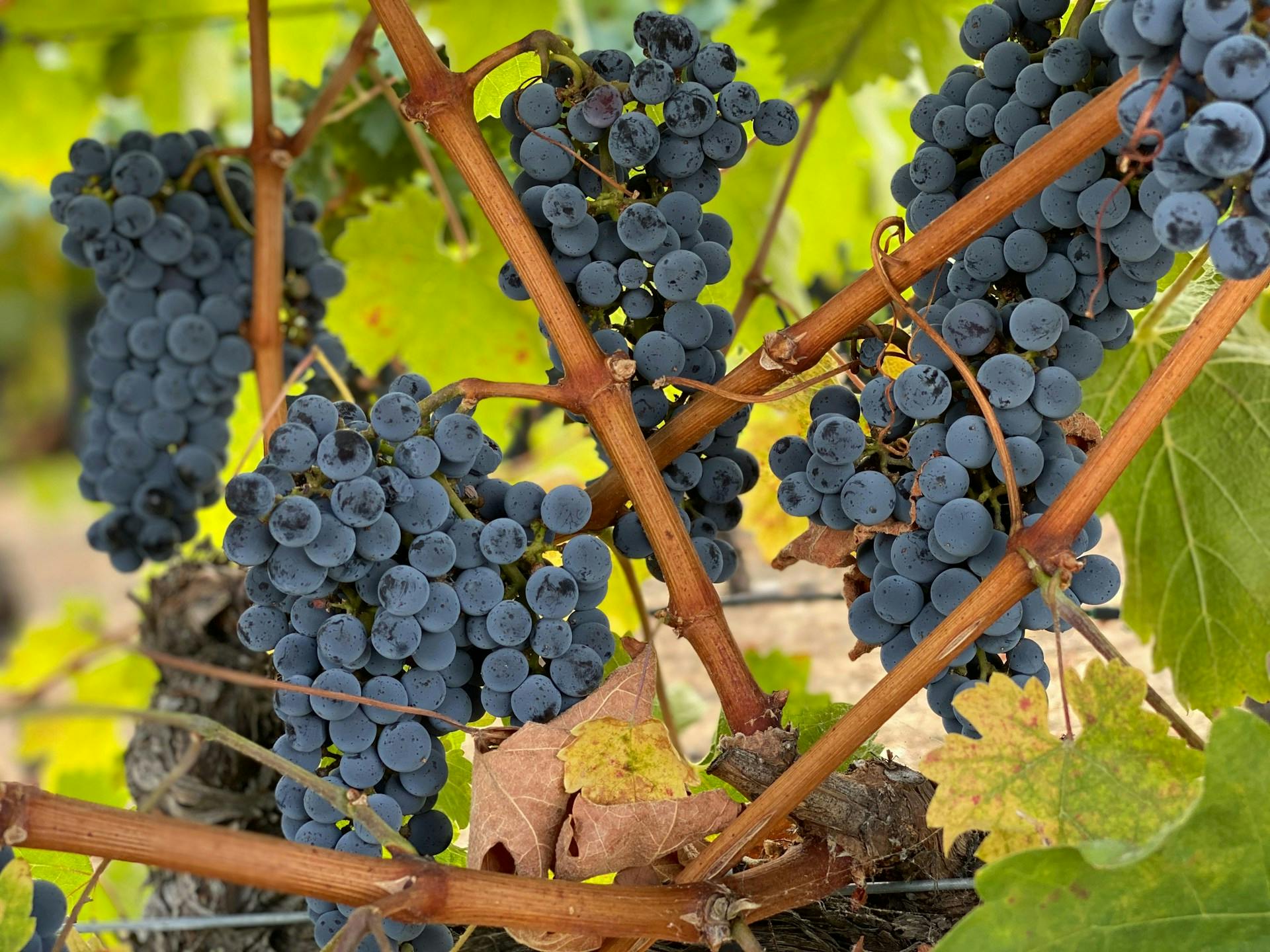 Blaue Weintrauben hängen an Reben 